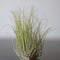 Plant in a Box - Tillandsia Burnt Wood Trio - 3 Mix Luchtplanten Echt - Decoratief Verbrand Hout - Hoogte 30-35cm