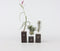 Plant in a Box - Tillandsia Burnt Wood Trio - 3 Mix Luchtplanten Echt - Decoratief Verbrand Hout - Hoogte 30-35cm