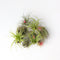 Plant in a Box - Tillandsia - Mix van 10 - Luchtplantjes - Kamerplanten - Decoratief - Hoogte 5-15cm