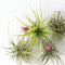 Plant in a Box - Tillandsia - Mix van 10 - Luchtplantjes - Kamerplanten - Decoratief - Hoogte 5-15cm