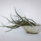 Plant in a Box - Tillandsia - Mix van 10 - Luchtplantjes - Kamerplanten - Decoratief - Hoogte 5-15cm