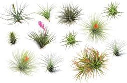 Plant in a Box - Tillandsia - Mix van 12 - Luchtplantjes - Kamerplanten - Decoratief - Hoogte 5-15cm