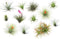 Plant in a Box - Tillandsia - Mix van 12 - Luchtplantjes - Kamerplanten - Decoratief - Hoogte 5-15cm
