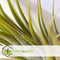 Plant in a Box - Tillandsia - Mix van 12 - Luchtplantjes - Kamerplanten - Decoratief - Hoogte 5-15cm