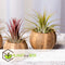 Plant in a Box - Tillandsia - Mix van 12 - Luchtplantjes - Kamerplanten - Decoratief - Hoogte 5-15cm
