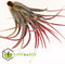 Plant in a Box - Tillandsia - Mix van 12 - Luchtplantjes - Kamerplanten - Decoratief - Hoogte 5-15cm