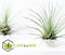 Plant in a Box - Tillandsia - Mix van 12 - Luchtplantjes - Kamerplanten - Decoratief - Hoogte 5-15cm