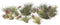 Plant in a Box - Tillandsia - Mix van 24 - Luchtplantjes - Kamerplanten - Decoratief - Hoogte 5-15cm
