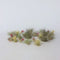 Plant in a Box - Tillandsia - Mix van 24 - Luchtplantjes - Kamerplanten - Decoratief - Hoogte 5-15cm