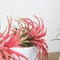 Plant in a Box - Tillandsia - Mix van 24 - Luchtplantjes - Kamerplanten - Decoratief - Hoogte 5-15cm