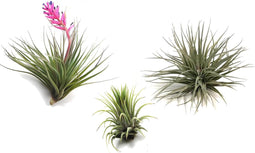 Plant in a Box - Tillandsia - Mix van 3 - Luchtplantjes - Kamerplanten - Decoratief - Hoogte 5-15cm