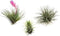 Plant in a Box - Tillandsia - Mix van 3 - Luchtplantjes - Kamerplanten - Decoratief - Hoogte 5-15cm
