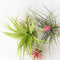 Plant in a Box - Tillandsia - Mix van 3 - Luchtplantjes - Kamerplanten - Decoratief - Hoogte 5-15cm