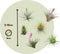 Plant in a Box - Tillandsia - Mix van 3 - Luchtplantjes - Kamerplanten - Decoratief - Hoogte 5-15cm