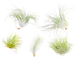 Plant in a Box - Tillandsia - Mix van 5 - Luchtplantjes - Kamerplanten - Decoratief - Hoogte 5-15cm