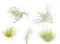 Plant in a Box - Tillandsia - Mix van 5 - Luchtplantjes - Kamerplanten - Decoratief - Hoogte 5-15cm