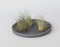 Plant in a Box - Tillandsia - Mix van 5 - Luchtplantjes - Kamerplanten - Decoratief - Hoogte 5-15cm