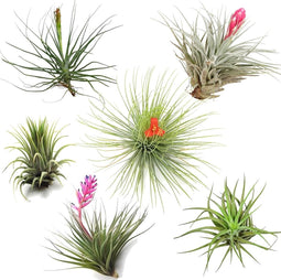 Plant in a Box - Tillandsia - Mix van 6 - Luchtplantjes - Kamerplanten - Decoratief - Hoogte 5-15cm