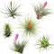Plant in a Box - Tillandsia - Mix van 6 - Luchtplantjes - Kamerplanten - Decoratief - Hoogte 5-15cm