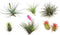 Plant in a Box - Tillandsia - Mix van 6 - Luchtplantjes - Kamerplanten - Decoratief - Hoogte 5-15cm