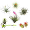 Plant in a Box - Tillandsia - Mix van 6 - Luchtplantjes - Kamerplanten - Decoratief - Hoogte 5-15cm