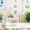 Plant in a Box - Tillandsia - Mix van 6 - Luchtplantjes - Kamerplanten - Decoratief - Hoogte 5-15cm