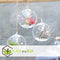 Plant in a Box - Tillandsia - Mix van 6 - Luchtplantjes - Kamerplanten - Decoratief - Hoogte 5-15cm