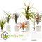 Plant in a Box - Tillandsia - Mix van 6 - Luchtplantjes - Kamerplanten - Decoratief - Hoogte 5-15cm