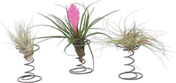 Plant in a Box - Tillandsia op spiraal - 3 luchtplantjes op decoratieve spiraal - Familie van de Bromelia - Hoogte 5-15cm