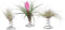 Plant in a Box - Tillandsia op spiraal - 3 luchtplantjes op decoratieve spiraal - Familie van de Bromelia - Hoogte 5-15cm