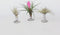 Plant in a Box - Tillandsia op spiraal - 3 luchtplantjes op decoratieve spiraal - Familie van de Bromelia - Hoogte 5-15cm