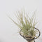 Plant in a Box - Tillandsia op spiraal - 3 luchtplantjes op decoratieve spiraal - Familie van de Bromelia - Hoogte 5-15cm