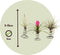 Plant in a Box - Tillandsia op spiraal - 3 luchtplantjes op decoratieve spiraal - Familie van de Bromelia - Hoogte 5-15cm