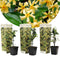 Plant in a Box - Toscaanse Jasmijn - Set van 3 - Gele sterjasmijn tuinplanten - Pot 9cm - Hoogte 25-40cm