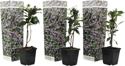 Plant in a Box - Toscaanse Jasmijn Set van 3 - Roze sterjasmijn tuinplanten - Pot 9cm - Hoogte 25-40cm