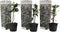 Plant in a Box - Toscaanse Jasmijn Set van 3 - Roze sterjasmijn tuinplanten - Pot 9cm - Hoogte 25-40cm