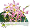 Plant in a Box - Toscaanse Jasmijn Set van 3 - Roze sterjasmijn tuinplanten - Pot 9cm - Hoogte 25-40cm