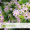 Plant in a Box - Toscaanse Jasmijn Set van 3 - Roze sterjasmijn tuinplanten - Pot 9cm - Hoogte 25-40cm