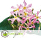 Plant in a Box - Toscaanse Jasmijn Set van 3 - Roze sterjasmijn tuinplanten - Pot 9cm - Hoogte 25-40cm
