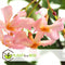 Plant in a Box - Toscaanse Jasmijn Set van 3 - Roze sterjasmijn tuinplanten - Pot 9cm - Hoogte 25-40cm