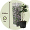 Plant in a Box - Toscaanse Jasmijn Set van 3 - Roze sterjasmijn tuinplanten - Pot 9cm - Hoogte 25-40cm
