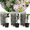 Plant in a Box - Toscaanse Jasmijn Set van 3 - Roze sterjasmijn tuinplanten - Pot 9cm - Hoogte 25-40cm