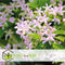 Plant in a Box - Toscaanse Jasmijn Set van 3 - Roze sterjasmijn tuinplanten - Pot 9cm - Hoogte 25-40cm