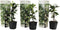Plant in a Box - Toscaanse Jasmijn - Set van 3 - Witte sterjasmijn tuinplanten - Pot 9cm - Hoogte 25-40cm