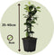 Plant in a Box - Toscaanse Jasmijn - Set van 3 - Witte sterjasmijn tuinplanten - Pot 9cm - Hoogte 25-40cm