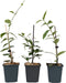 Plant in a Box - Toscaanse Jasmijn - Set van 3 - Witte sterjasmijn tuinplanten - Pot 9cm - Hoogte 25-40cm