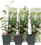 Plant in a Box - Toscaanse Jasmijn - Set van 3 - Witte sterjasmijn tuinplanten - Pot 9cm - Hoogte 25-40cm