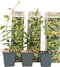 Plant in a Box - Toscaanse Jasmijn - Set van 6 - Gele sterjasmijn tuinplanten - Pot 9cm - Hoogte 25-40cm