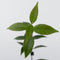 Plant in a Box - Toscaanse Jasmijn - Set van 6 - Gele sterjasmijn tuinplanten - Pot 9cm - Hoogte 25-40cm