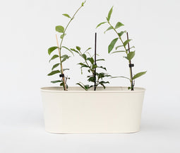 Plant in a Box - Toscaanse Jasmijn Set van 6 - Roze sterjasmijn tuinplanten - Pot 9cm - Hoogte 25-40cm